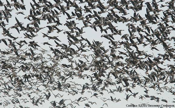 Утре започва броенето на зимуващите у нас и в цяла Европа водолюбиви птици