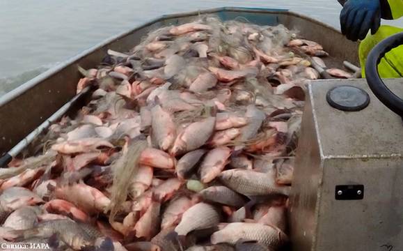 Инспектори на ИАРА иззеха над 1 тон сребриста каракуда при проверка на яз. Мандра