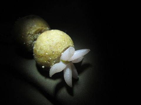 Изкуствени червеи pop up – бели