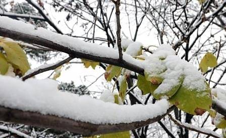 Днес облачно с превалявания от сняг и дъжд. Максималните температури ще са между 2° и 7°