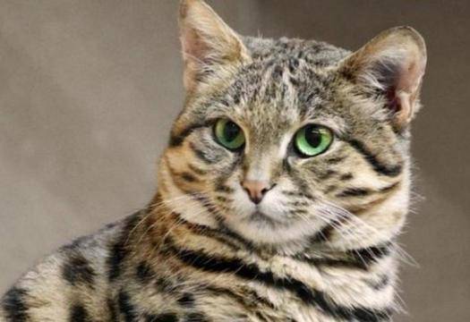 Вижте как котка спазва правилата за движение (ВИДЕО)