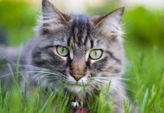 Холивудски скок и дрифт: ВИДЕО с улавянето на птица от котка стана хит в мрежата