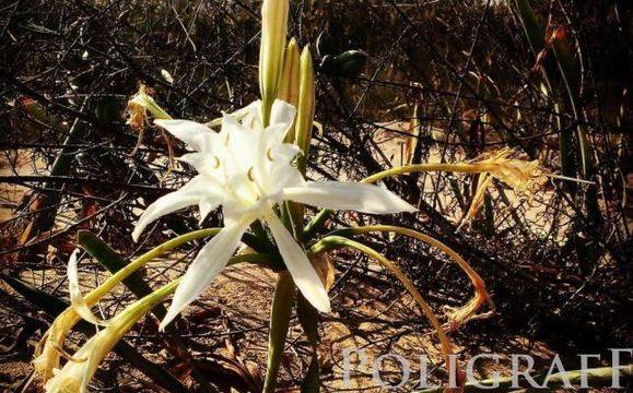 За пясъчните лилии или защо скърбим за дюните
