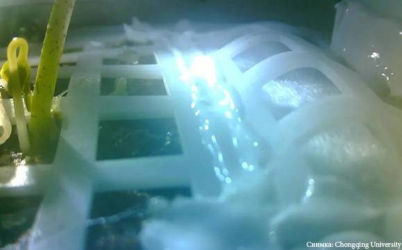 Семена от памук покълнаха на Луната