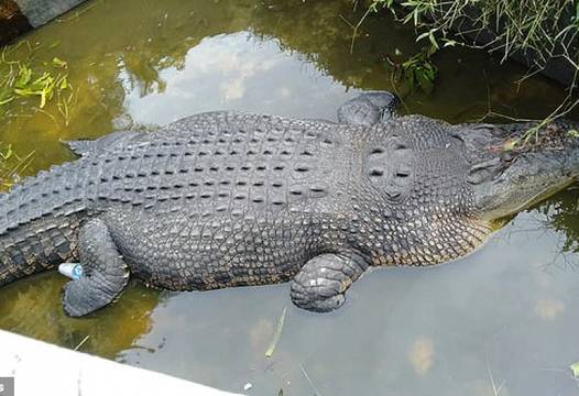 Ужасяващо: Огромен крокодил замъкна жена учен във водата и я изяде жива (СНИМКИ)