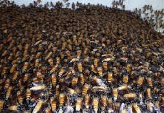 Вижте как пчели с помощта на специален “танц“ прогонват хищници от кошера