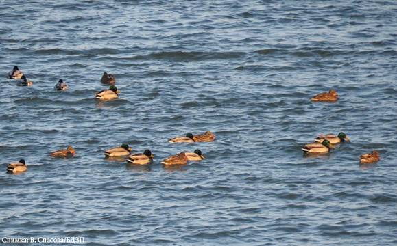 Изненади при преброяването на зимуващите водолюбиви птици у нас