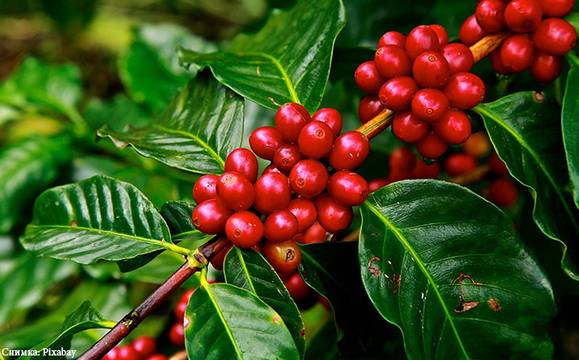 60% от известните сортове кафе са заплашени от изчезване