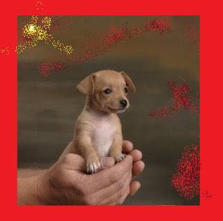 Избор на куче за домашен любимец.