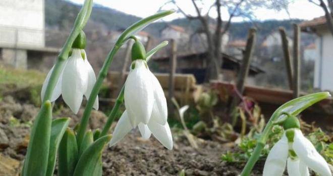 Пролет през януари