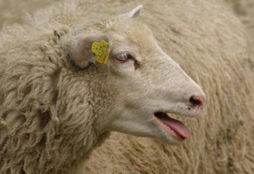 След съмнения за чума: Заличиха юридически ферма в Болярово