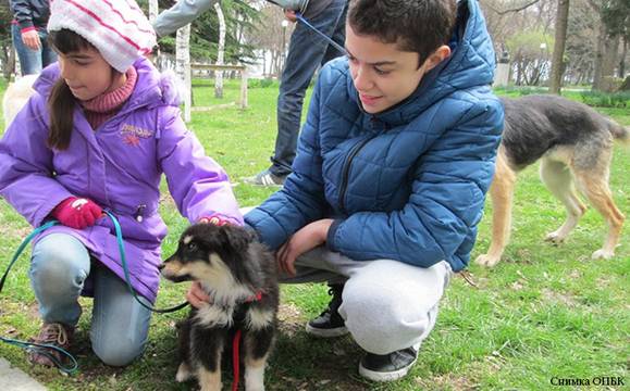 През 2018-а са осиновени 170 от безстопанствените кучета на Бургас