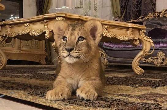 Диво лъвче се дава под наем в Русия (видео)