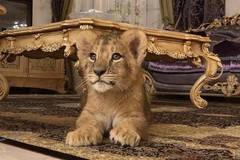 Диво лъвче се дава под наем в Русия (видео)