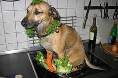 Вицове на Radio VOX за 28 януари (и забавно видео)