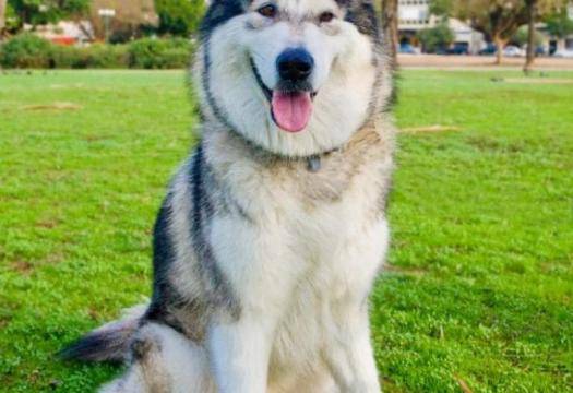 Това куче в самолет се превърна в световна знаменитост (ВИДЕО)