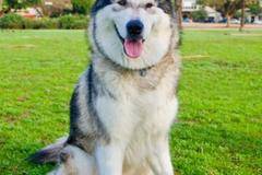 Това куче в самолет се превърна в световна знаменитост (ВИДЕО)