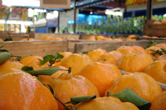 Няколко ползи от мандарините