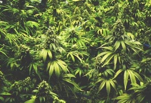 Канадска компания с мераци да направи България най-големия производител на коноп в света