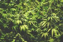 Канадска компания с мераци да направи България най-големия производител на коноп в света