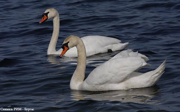 „Зимните гости“ на Бургас са тема на лекцията в музея тази седмица