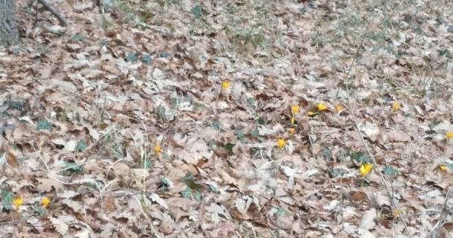 ЦЪФНАХА ПЪРВИТЕ МИНЗУХАРИ В ПАРК „ЗЛАТНИ ПЯСЪЦИ“ РАЗЛИЧНИТЕ НОВИНИ DIFFERENT NEWS