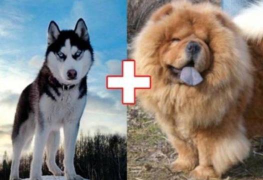 10 кучета хибриди, получени в резултат на луди кръстоски (СНИМКИ)