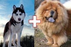 10 кучета хибриди, получени в резултат на луди кръстоски (СНИМКИ)