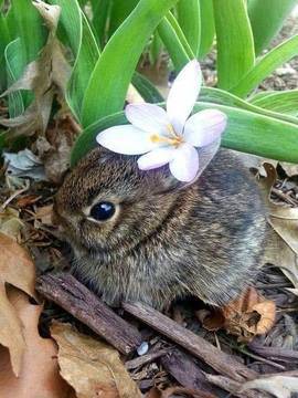 Усмивката на Radio VOX за 11-ти февруари (вицове, зайче и видео клип)