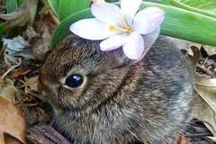 Усмивката на Radio VOX за 11-ти февруари (вицове, зайче и видео клип)