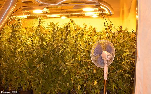 Разбиха поредна домашна оранжерия за марихуана в Сливен