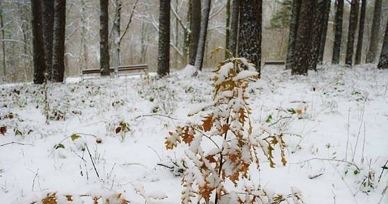 Днес облачно с превалявания от сняг. Максималните температури ще са между 1° и 6°