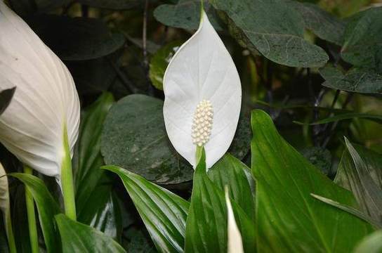 Вълшебните предмети, които носят късмет в дома