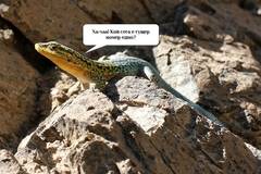 Малко злобно гущерче ухапа Дарвин, срамота (рептил проклет с видео)