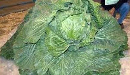 Австралийска двойка отгледа зелка с човешки размери (СНИМКА)