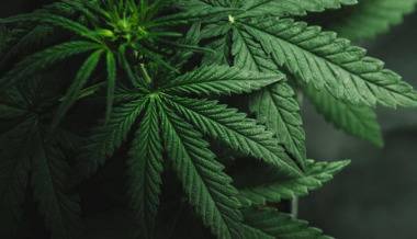 Двама души са задържани за притежаване на наркотици