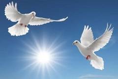 Шабан Шаулич-Saban Saulic Dva galeba bela live Sava Centar 2012