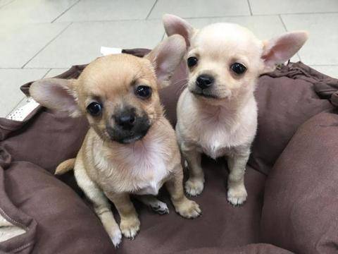 Малки кученца Чихуахуа очакват своите стопани в зооветеринарен център Еврозоовет