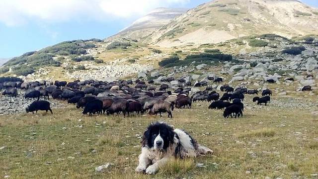 Каракачанското куче не се връща от бой с подвита опашка: побеждава или умира! (СНИМКИ)