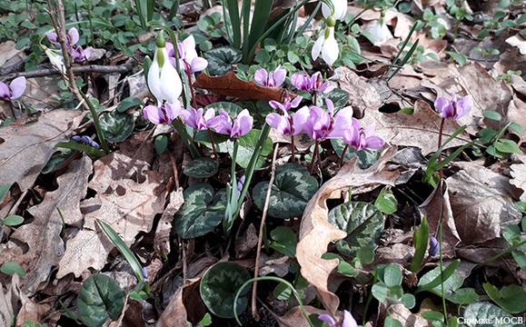 Екоминистерството започва проверки за търговия със защитени видове пролетни цветя