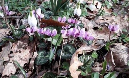 Започват проверки за търговия със защитени видове пролетни цветя