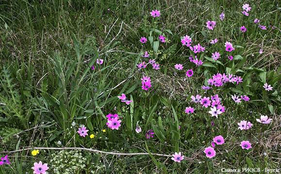 РИОСВ не откри търговци, продаващи редки пролетни цветя в Бургас