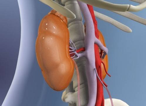 Безплатни прегледи за бъбреците в София