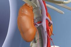 Безплатни прегледи за бъбреците в София
