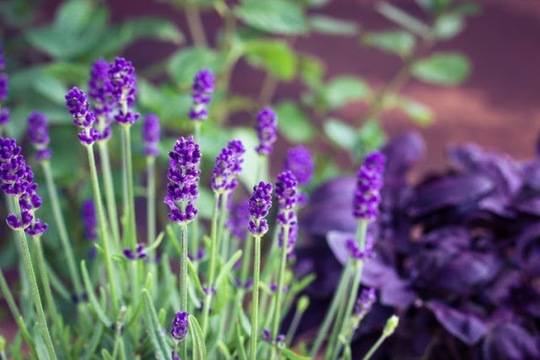 5 Растения, които Можете да Поставите в Спалнята си, за да Спите По-Добре