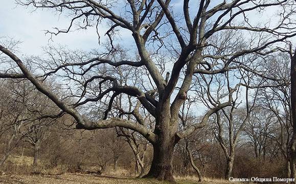 300-годишен дъб в Каблешково вече попада в списъка на защитените вековни дървета