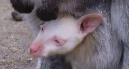 Кенгуру-албинос се роди в зоопарка в Прага (КАДРИ)