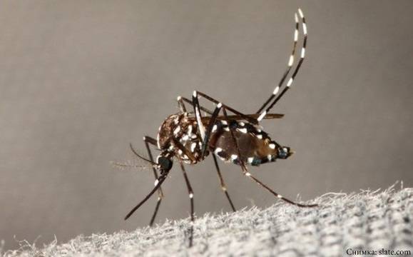 Започва превантивно пръскане срещу ларви на комари в Бургас