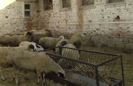 Стопани спечелиха дело срещу агенцията по храните за чумата в Болярово