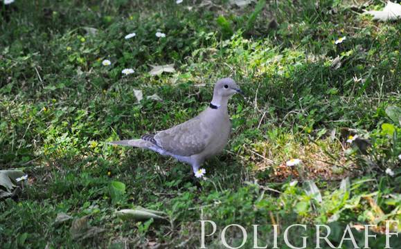 До обяд ще бъде предимно слънчево, но температурите слабо ще се понижат